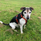 jack Russell in orange colour block harness sat on grass