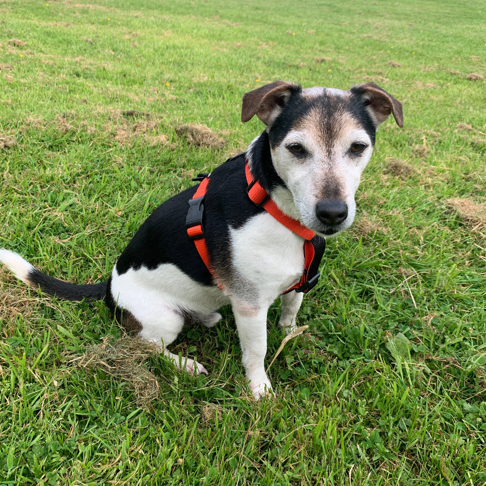 jack Russell in orange colour block harness sat on grass