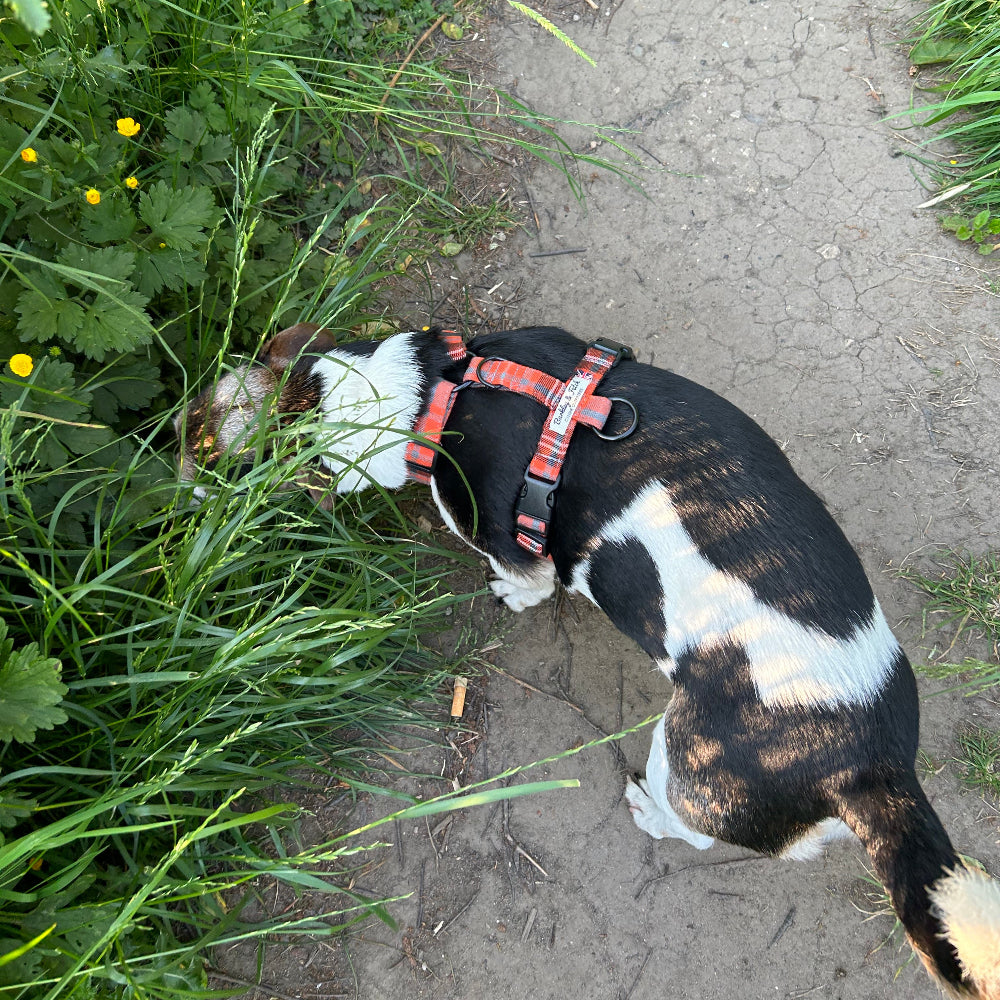 aerial view of jack Russell in orange tartan strap harness,eating grass