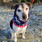 Dog wearing a colorful scarf in a frosty outdoor setting