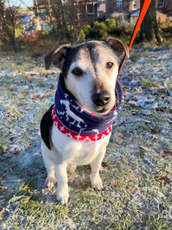Dog wearing a colorful scarf in a frosty outdoor setting