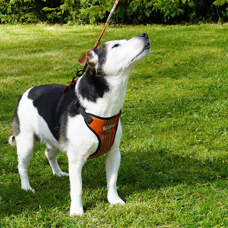 Deckchair Stripe Soft Dog Harness