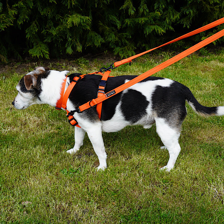 jack russell terrier in orange Barkley and Fetch dog accessories on green grass outside