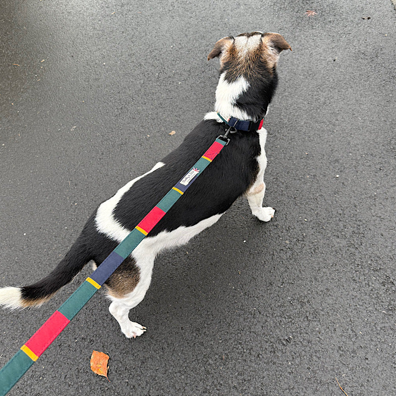 Dog on a leash with a colorful strap on an asphalt surface Tough, weatherproof dog lead made from PU-coated yarn-dyed polyester—durable for daily walks in all conditions handmade in the uk by Barkley and Fetch