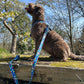 labradoodle in barkley and fetch cobalt blue ditsy strap harness and lead sat on a railway sleeper. Trees in background