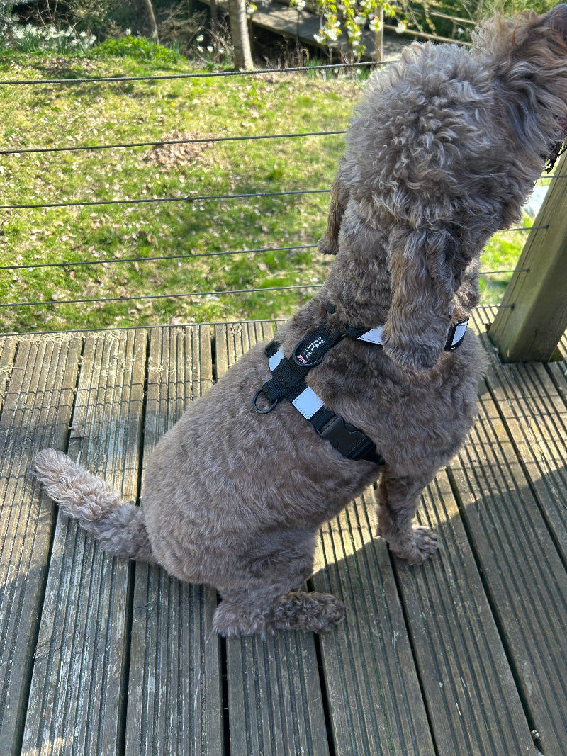 Dog wearing a harness on a wooden deck with grass and trees in the background
