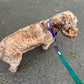 Colour Block Webbing  Martingale Collar