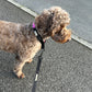 Colour Block Webbing  Martingale Collar