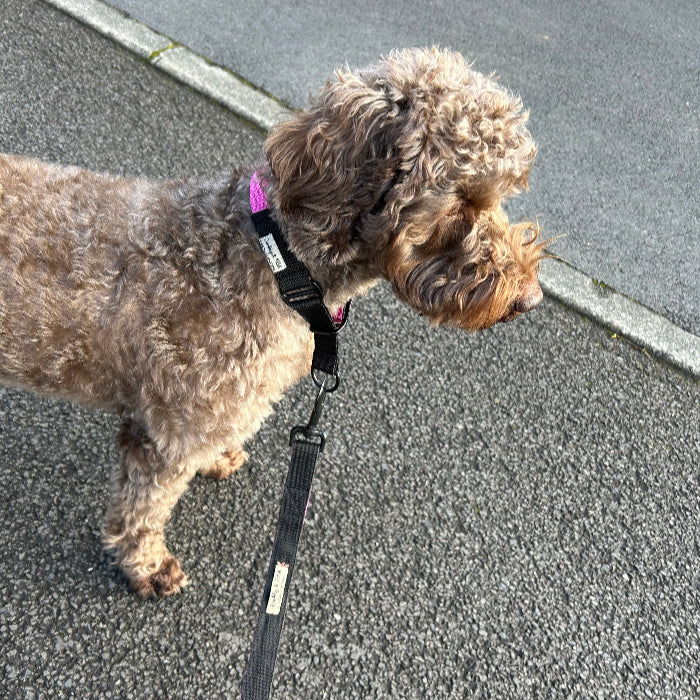 Colour Block Webbing  Martingale Collar