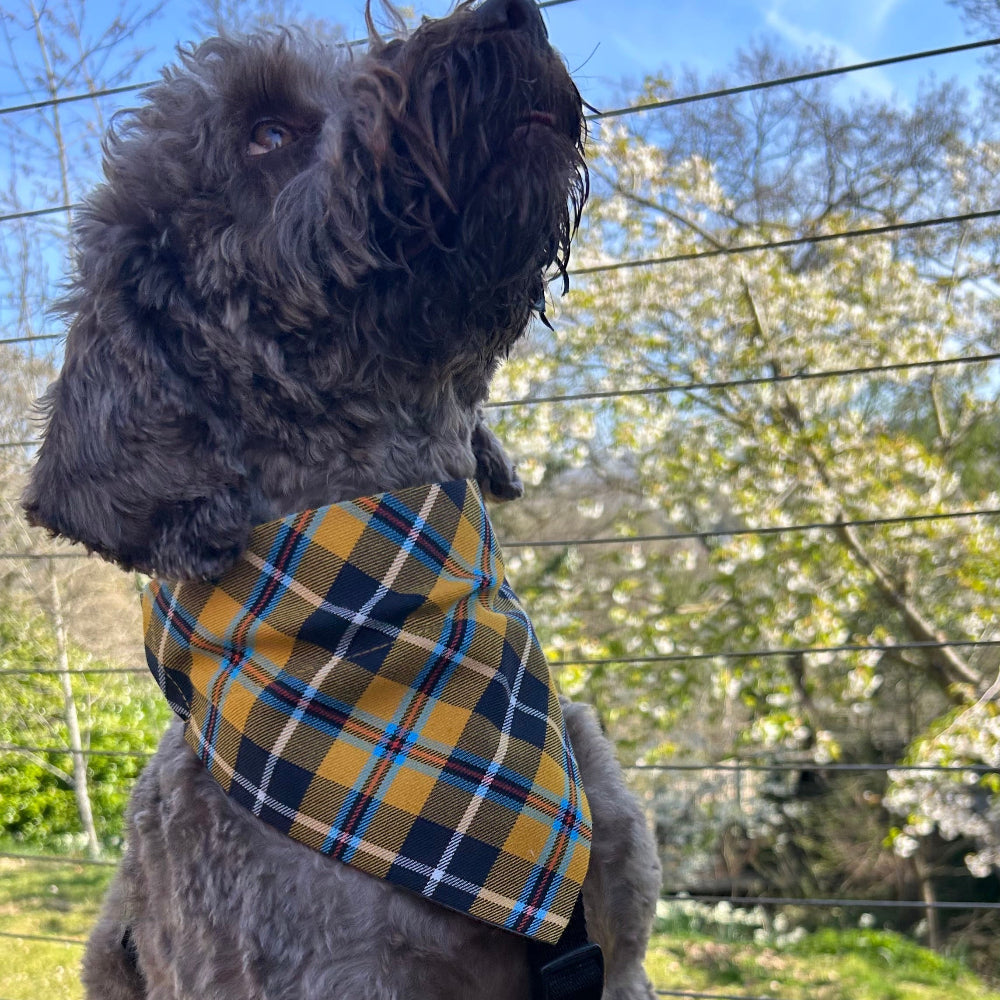 Dog wearing a plaid bandana with a garden background
