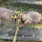 Dog wearing a harness with a colorful leash on a wooden surface