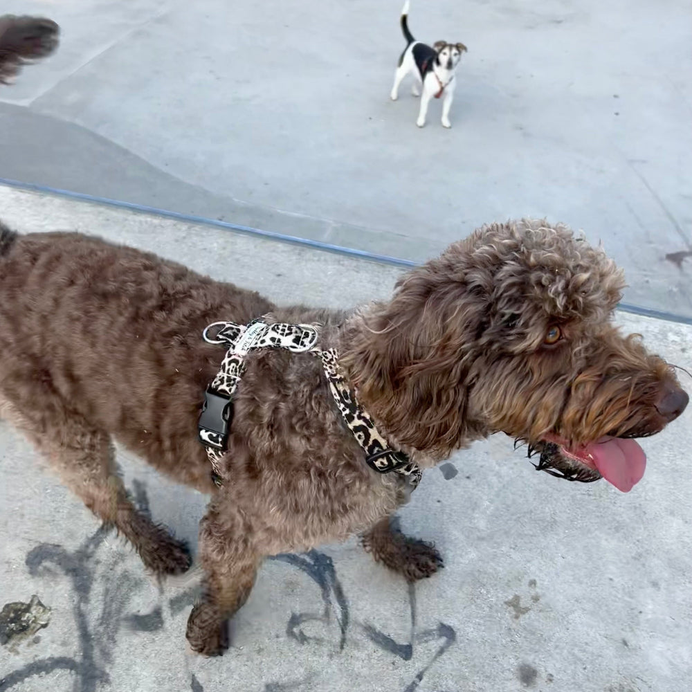 labradoodle in leopard print strap harness in skate park, jack Russell looking over in the distance