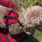 Dog wearing a red harness on a grassy area with a plaid blanket