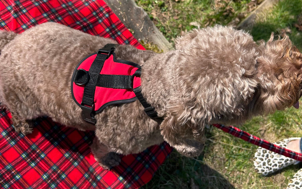 Dog wearing a red harness on a grassy area with a plaid blanket