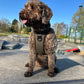 Dog standing on a road with a clear blue sky in the background in  skate park