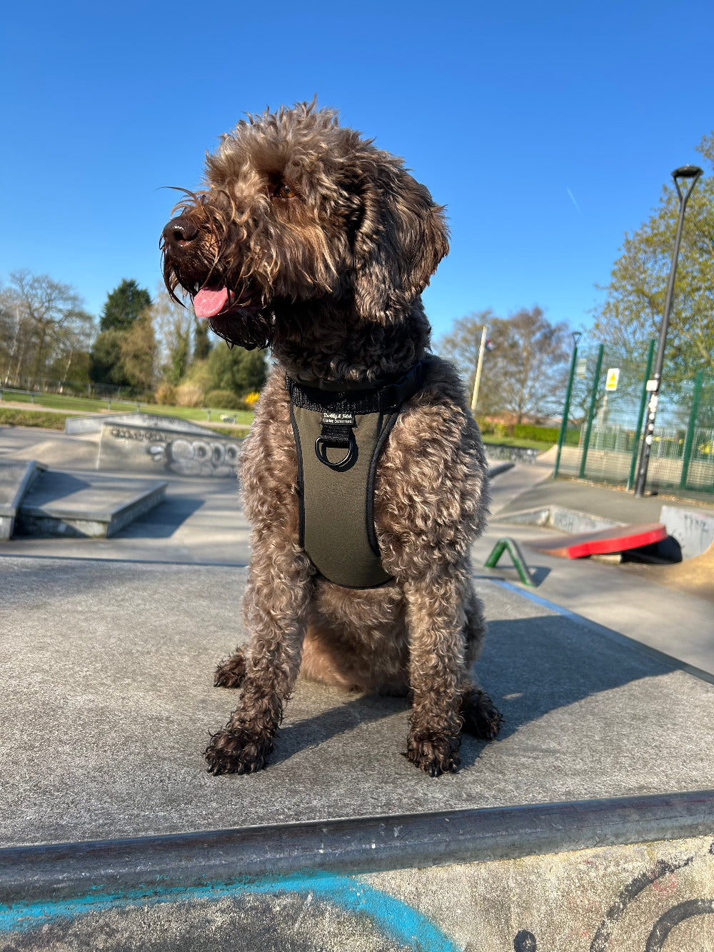 Dog standing on a road with a clear blue sky in the background in  skate park