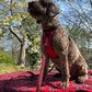 Brown dog wearing a red harness standing next to a person in a red plaid shirt outdoors with trees and blue sky in the background.