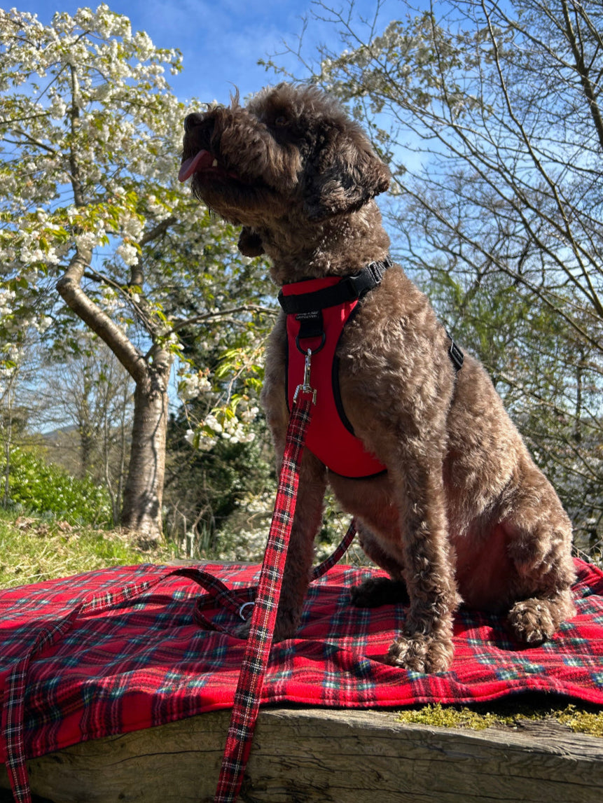 Brown dog wearing a red harness standing next to a person in a red plaid shirt outdoors with trees and blue sky in the background.