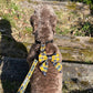 brown labradoodle wearing harness with Cornish tartan sailor bow on the back. View is from above and is on old wooden steps