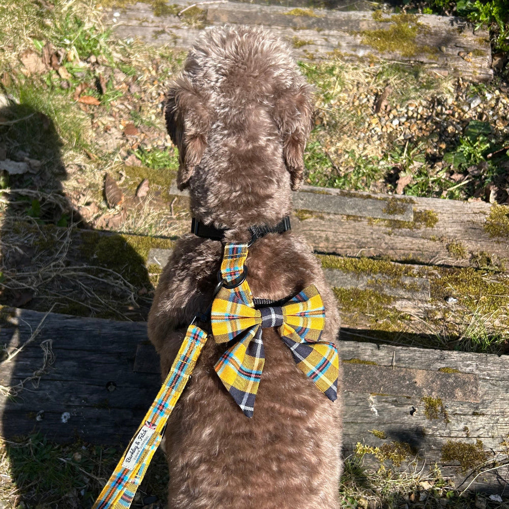 brown labradoodle wearing harness with Cornish tartan sailor bow on the back. View is from above and is on old wooden steps