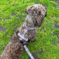 Dog wearing a checkered harness on a grassy ground