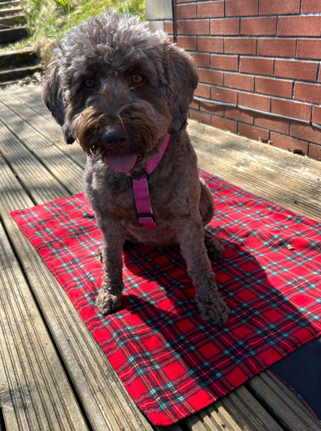 Dog sitting on a red plaid mat with a brick wall in the background