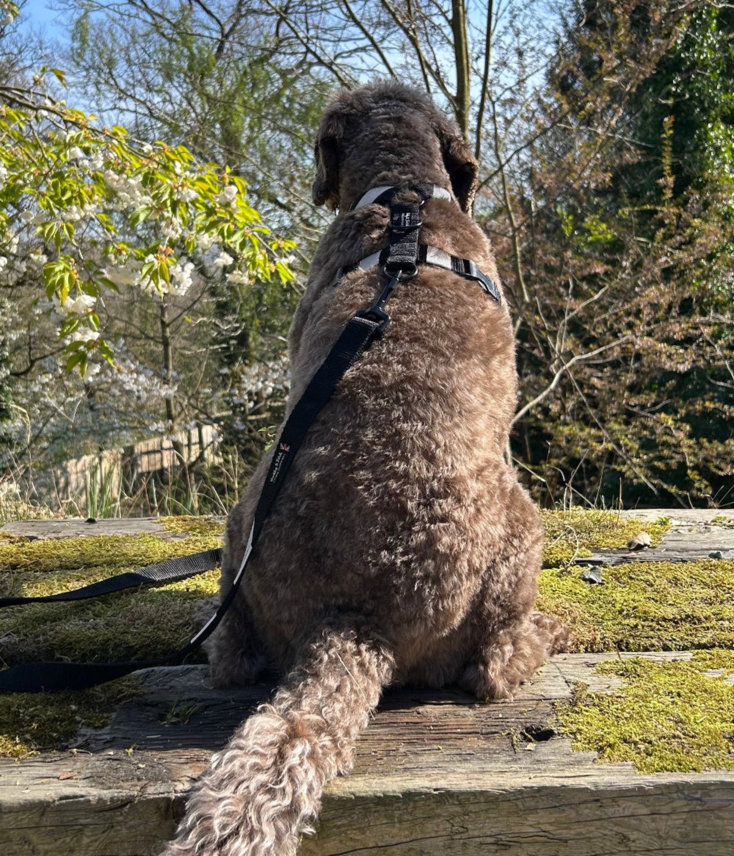 back labradoodle wearing black flash barkley and fetch harness sat on a railway sleeper