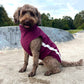 Connie the labradoodle wearing burgundy coat handmade by Barkley and Fetch sat in skate park