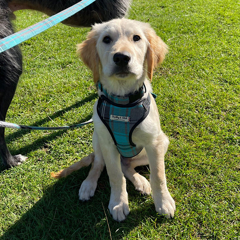 Puppy sitting on grass wearing a harness with a visible brand logo handmade by Barkley and fetch uk