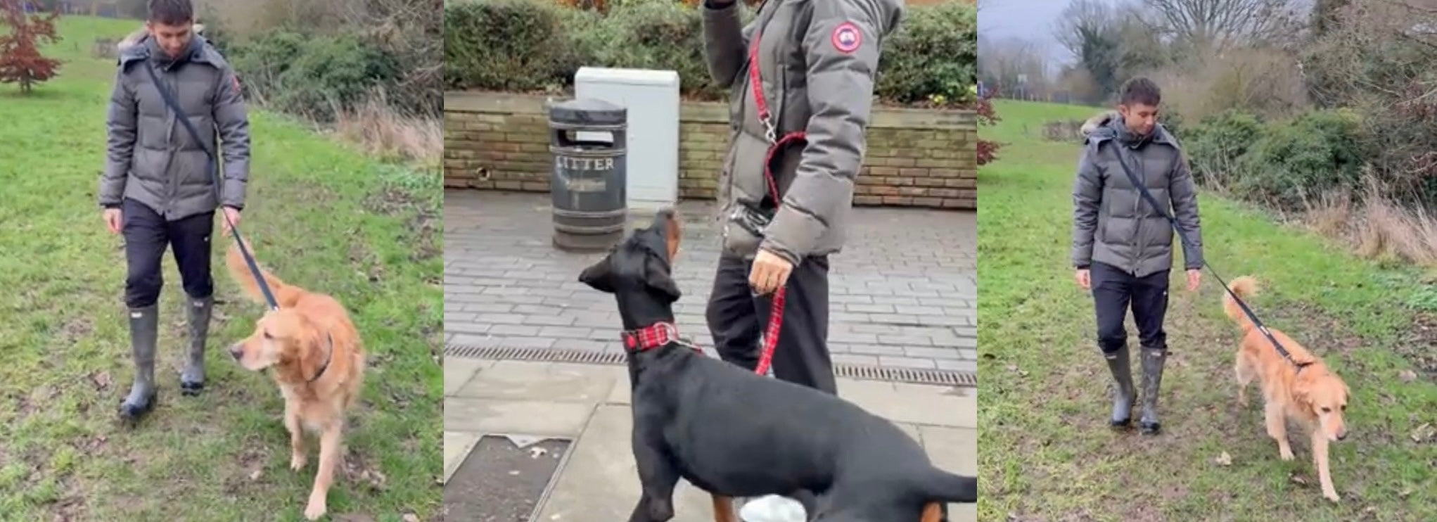Person walking two dogs in different settings