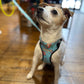 Dog wearing a blue harness sitting on a wooden floor handmade by Barkley and fetch uk