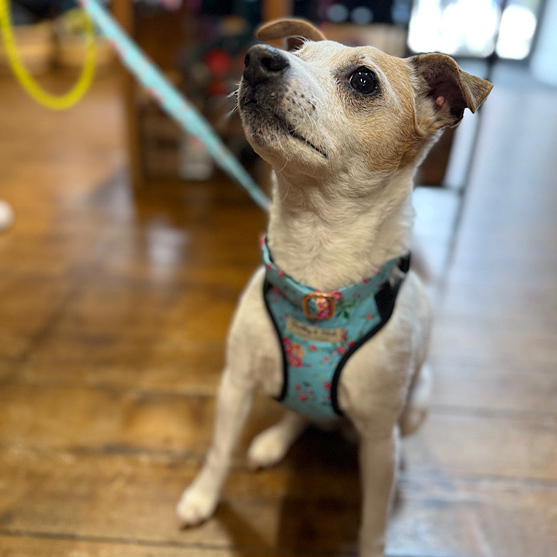 Dog wearing a blue harness sitting on a wooden floor handmade by Barkley and fetch uk