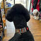 Black dog with a colorful collar in a pet store