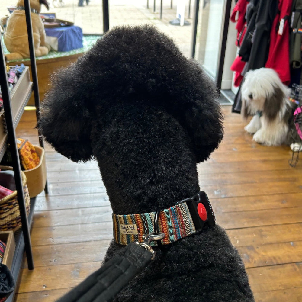 Black dog with a colorful collar in a pet store