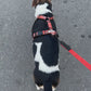 jack Russell dog walking on harness