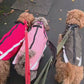 three dogs walking along a pavement wearing barkley and fetch softshell coats