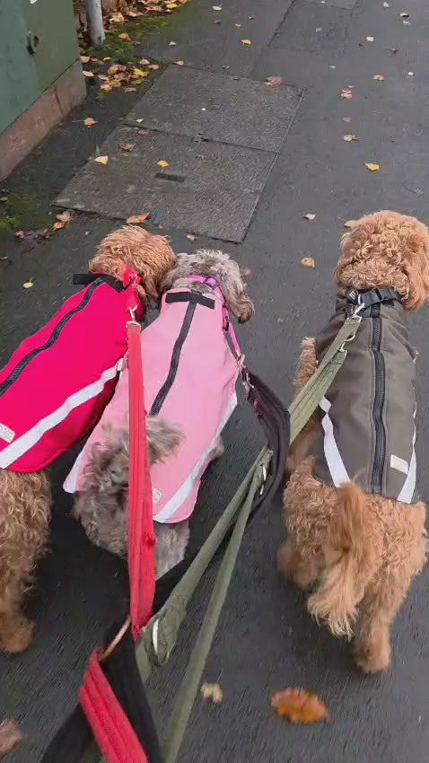 three dogs walking along a pavement wearing barkley and fetch softshell coats