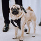 pug standing by his owners feet wearing black tuxedo harness