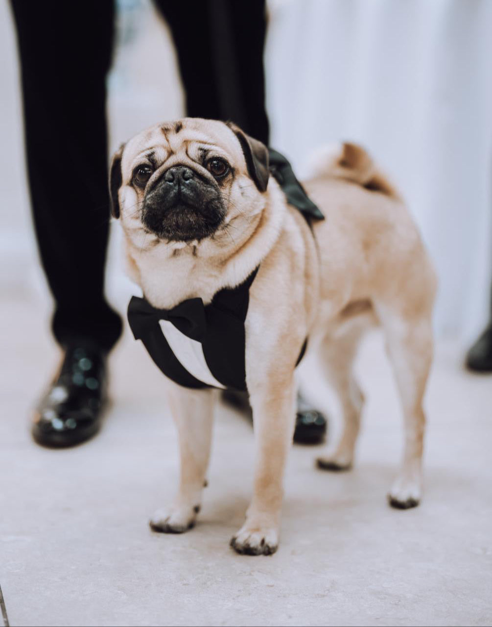 pug standing by his owners feet wearing black tuxedo harness