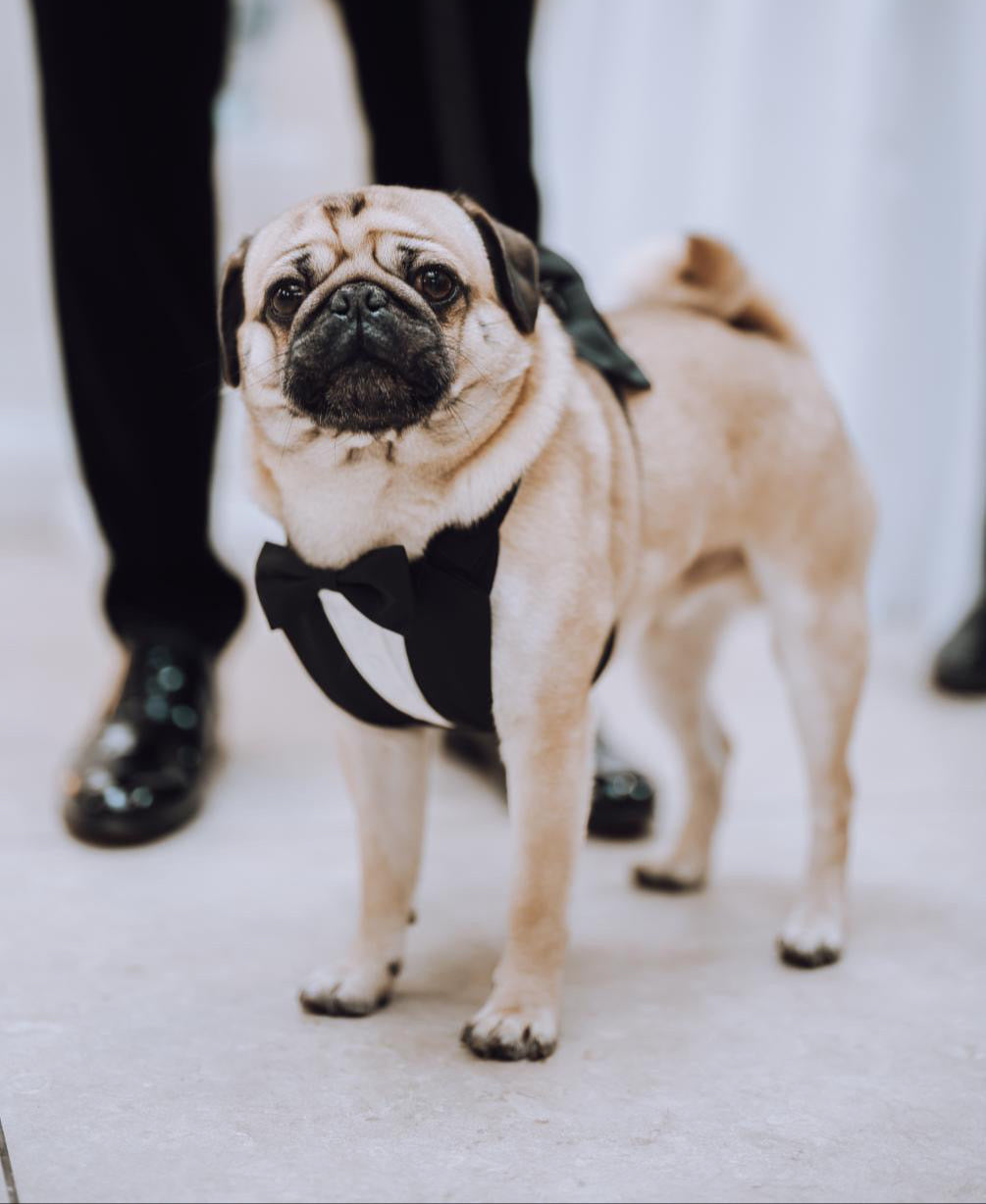 Pug wearing a tuxedo harness stood by the grooms feet at a wedding