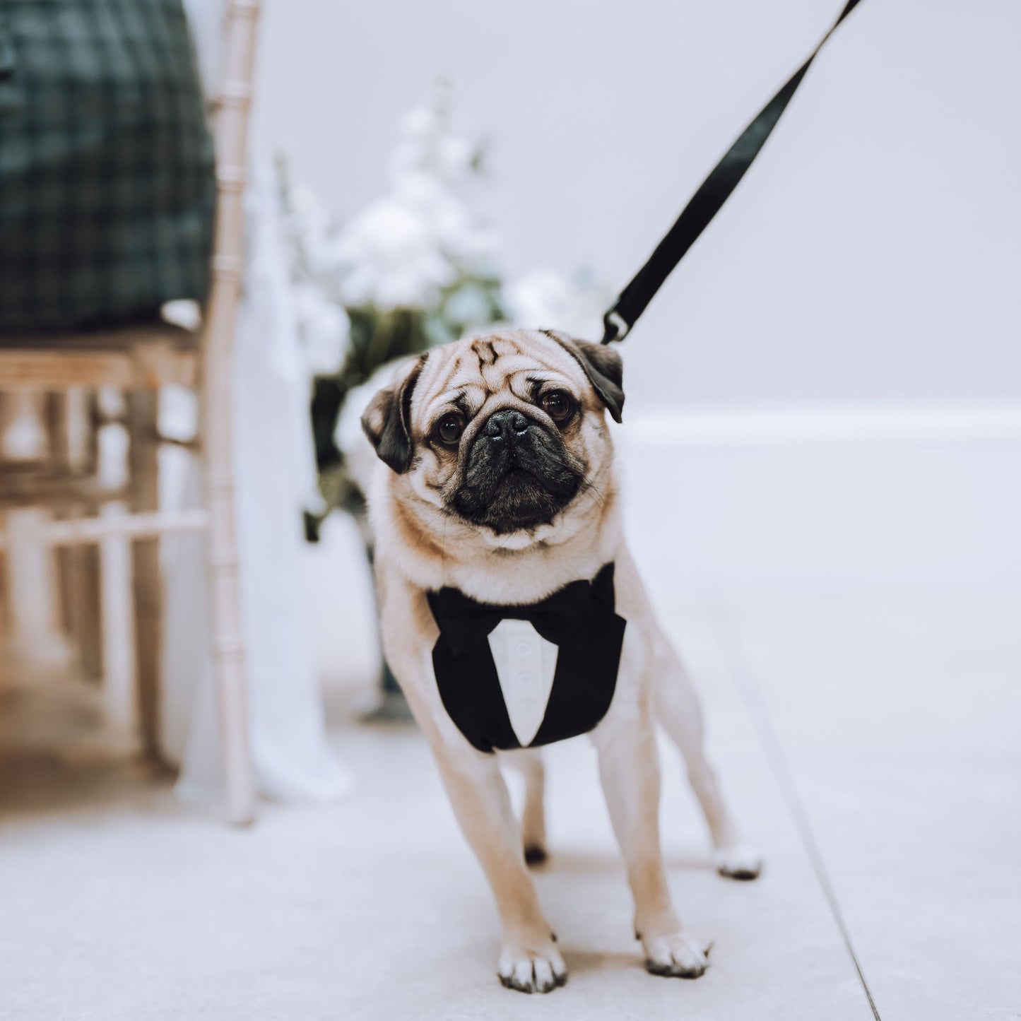 pug in tuxedo pulling lead on a white floor. Dogs at weddings