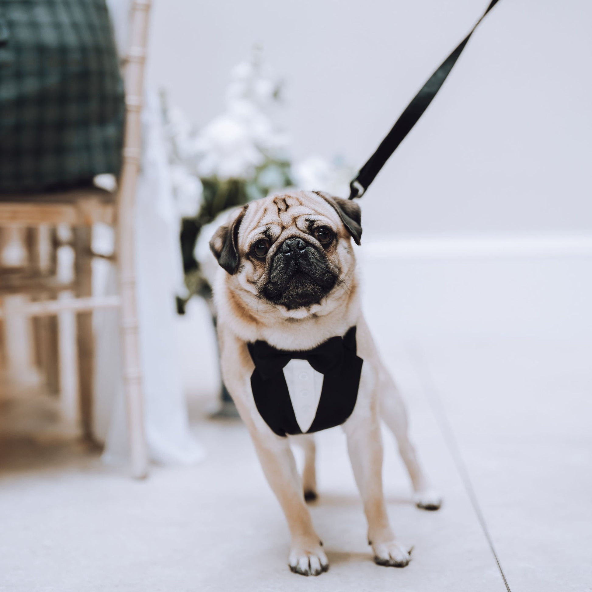 pug in tuxedo pulling lead on a white floor. Dogs at weddings