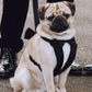 Pug sitting down wearing a tuxedo harness by his owners feet at a wedding
