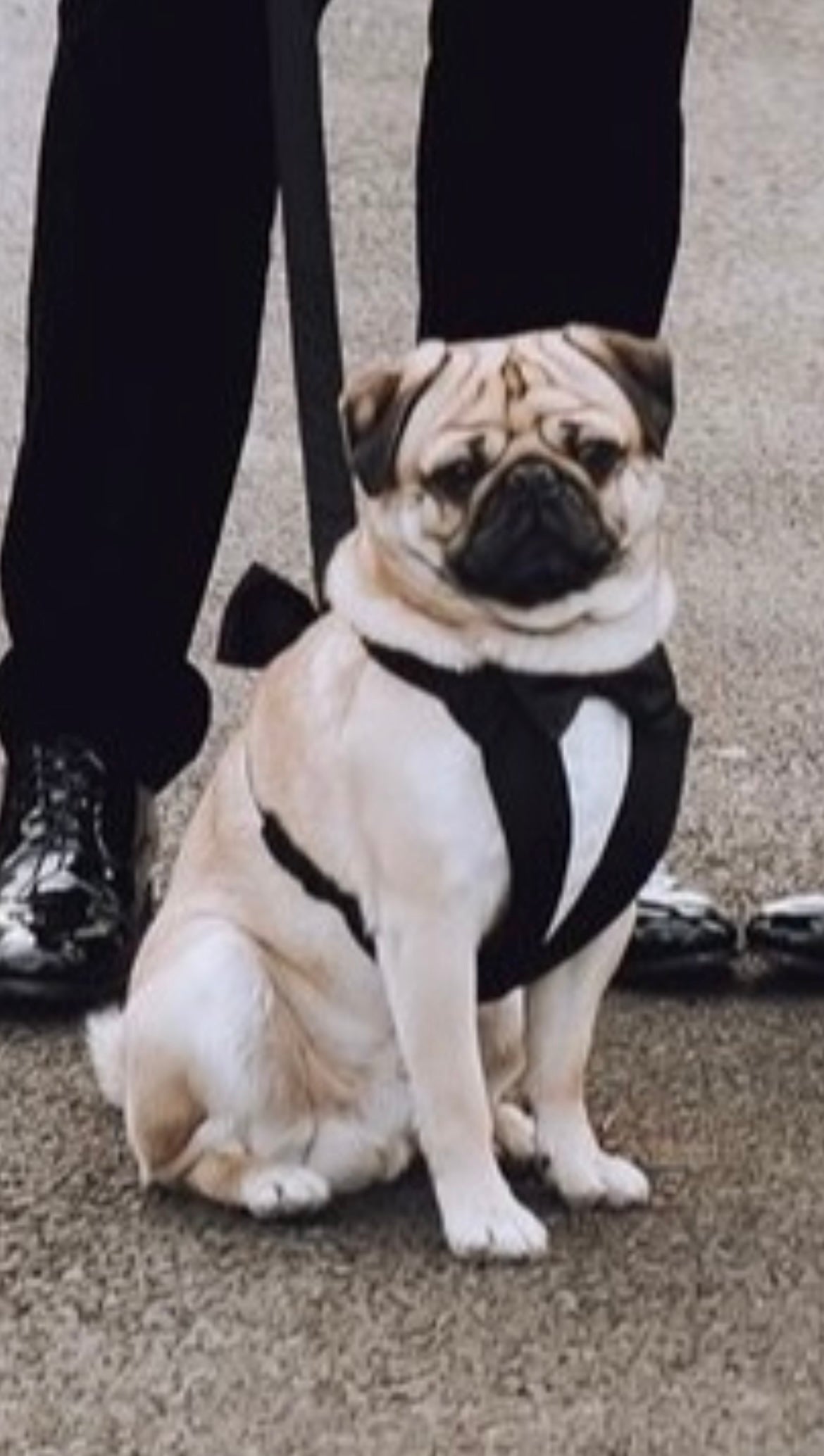 Pug sitting down wearing a tuxedo harness by his owners feet at a wedding