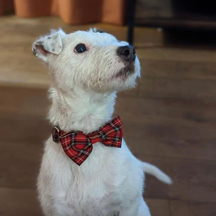white rough hair terrier dog in red tartan dog bowtie on wooden floor