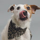 rough haired parsons terrier in leopard print bandana with tongue sticking out