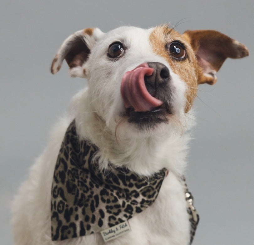 rough haired parsons terrier in leopard print bandana with tongue sticking out