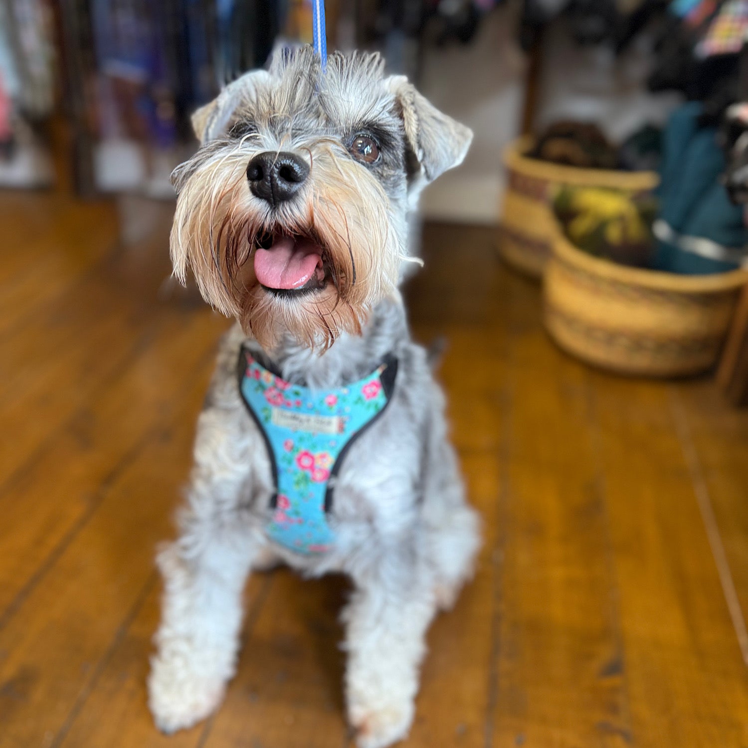 Small dog wearing a colorful harness on a wooden floor handmade by Barkley and fetch uk