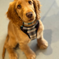 Brown dog wearing a plaid harness on a light gray floor handmade in the uk by Barkley and Fetch