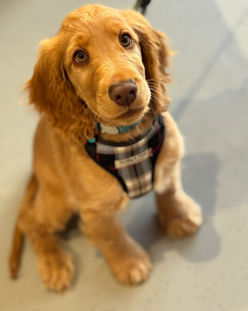 Brown dog wearing a plaid harness on a light gray floor handmade in the uk by Barkley and Fetch